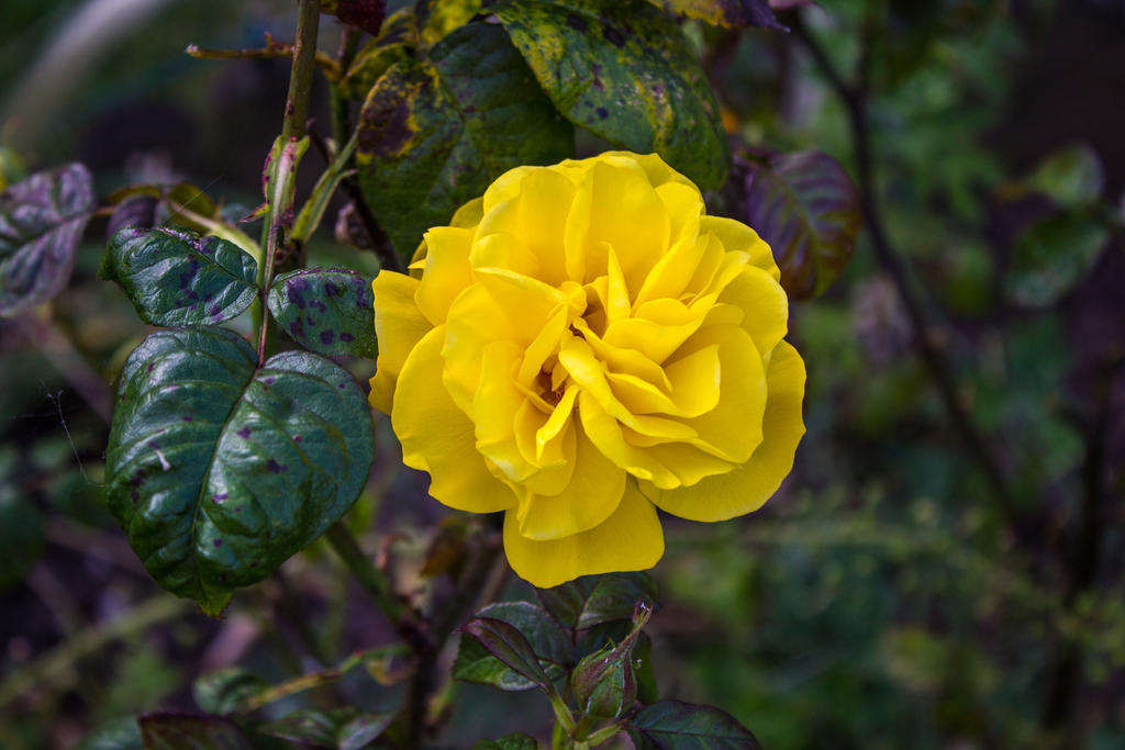 Yellow Flower