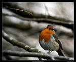 Erithacus Rubecula by ManjiXIV