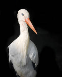 White Stork