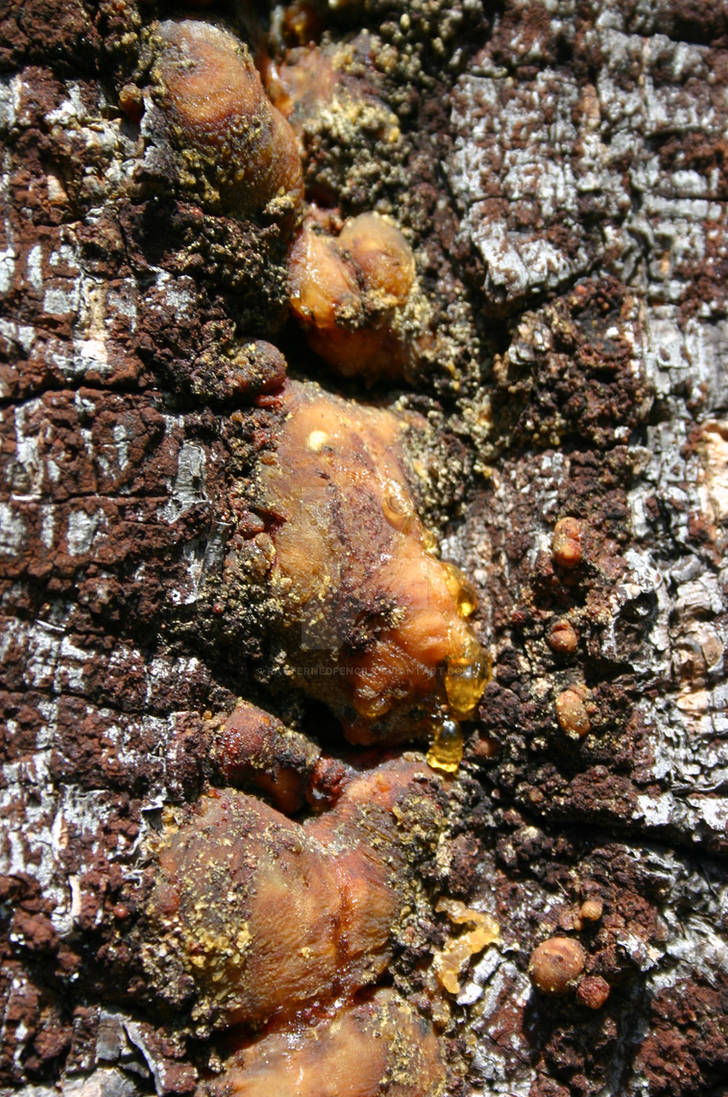 Tree Sap by PatternedPencil on DeviantArt