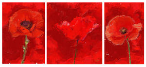 Red poppy on red background triptych