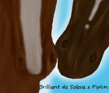 Brilliant de Soleva x Pipkin