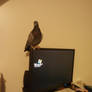 Omg He's Perching