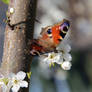 Fruehlingserwachen