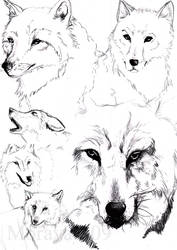 Wolf studies