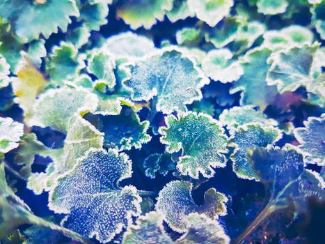 Frost