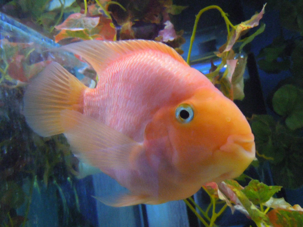 smiling fish :) by Vestalin on DeviantArt