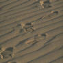 Footprints