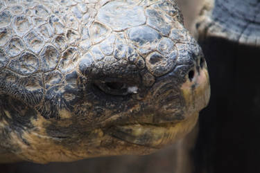 Australian Reptile Park 03