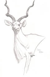 Kudu