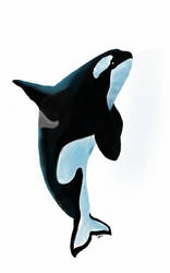 Orca doodle