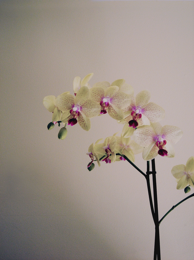 orchidea