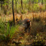 Munna... The KING of Kanha!!