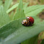ladybugs_2