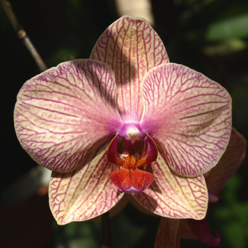 Baldan's kaleidoscope orchid