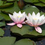 Water Lilies