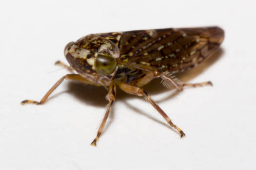 Leafhopper macro