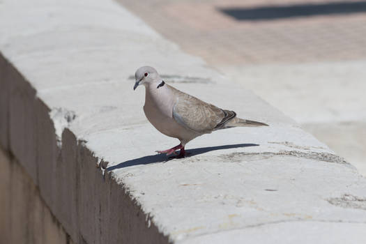 Collared dove 1