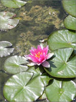 Water Lily