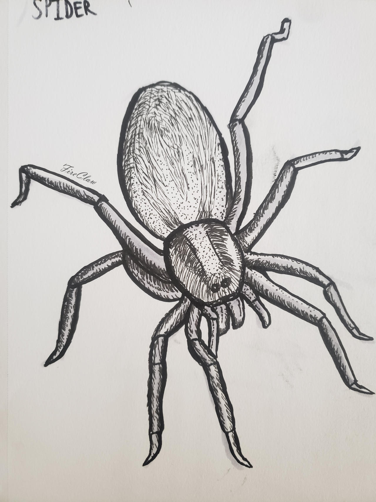 Spider Ink Drawing by FireClaw39 on DeviantArt
