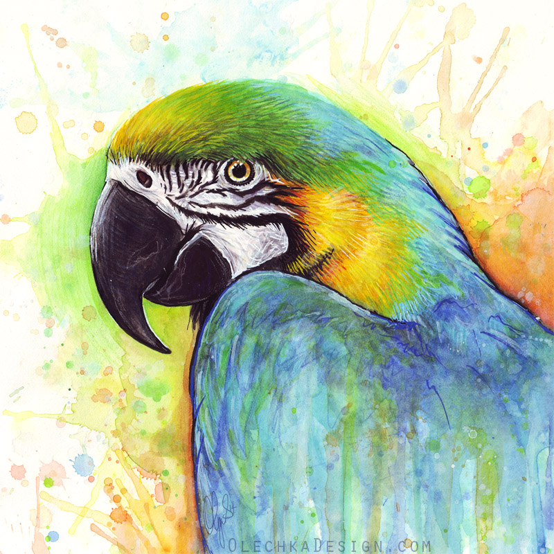 Colorful Bird Watercolor Macaw Parrot