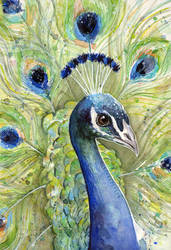 Peacock Watercolor Portrait