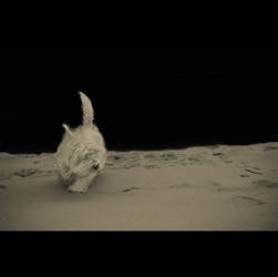 .: DOG ON THE MOON :.