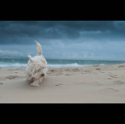 .: DOG ON THE BEACH :.