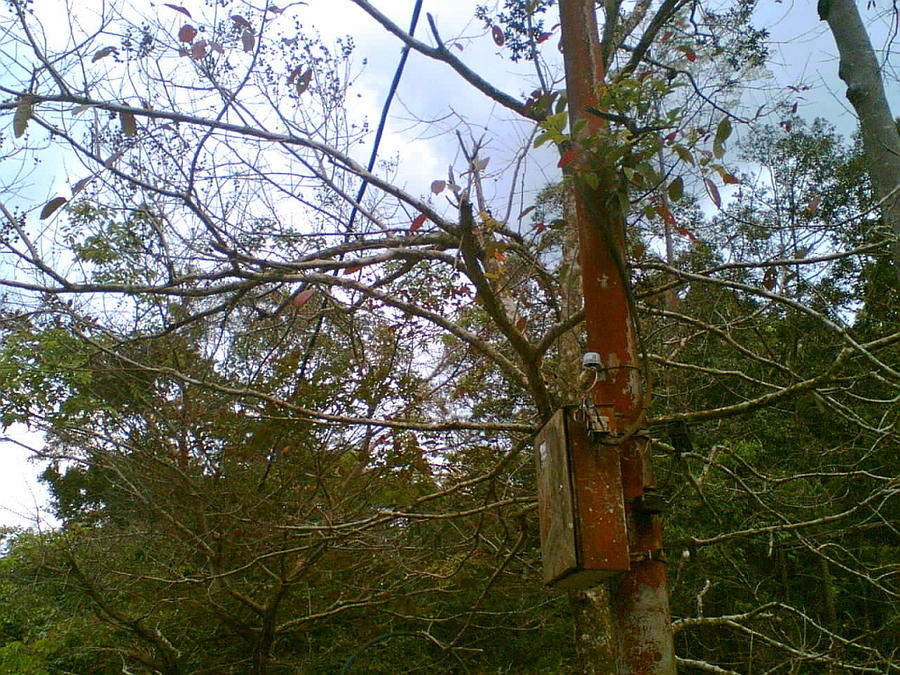 branches 2