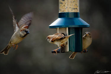 Sparrows