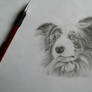 Border collie drawing!