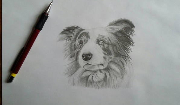 Border collie drawing!