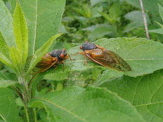 Cicadas