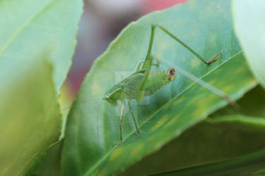 Macro- Katydid