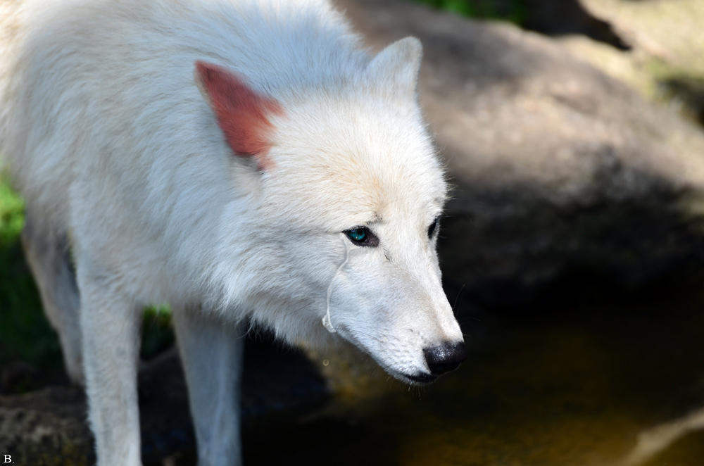 Crying Wolf by fenrirhound on DeviantArt