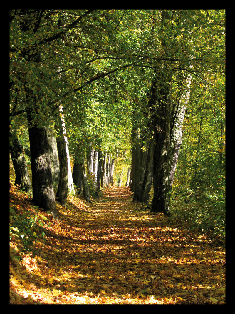 Autumn path