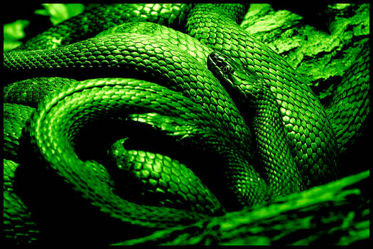 Green Snake