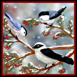 Winter Songbirds