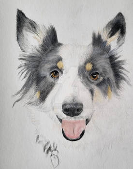 Wip collie in colour pencil