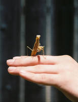 backyard mantis