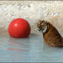 A Tiger and his ball