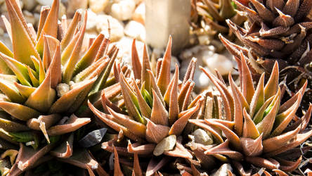 Close up of a cactus