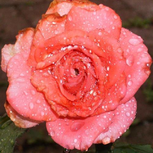 Pretty Rose after the rain