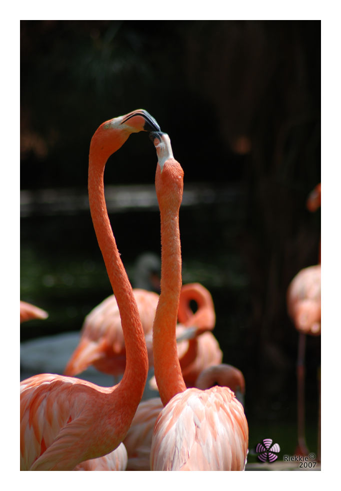 Flamingo III by riekkie on DeviantArt