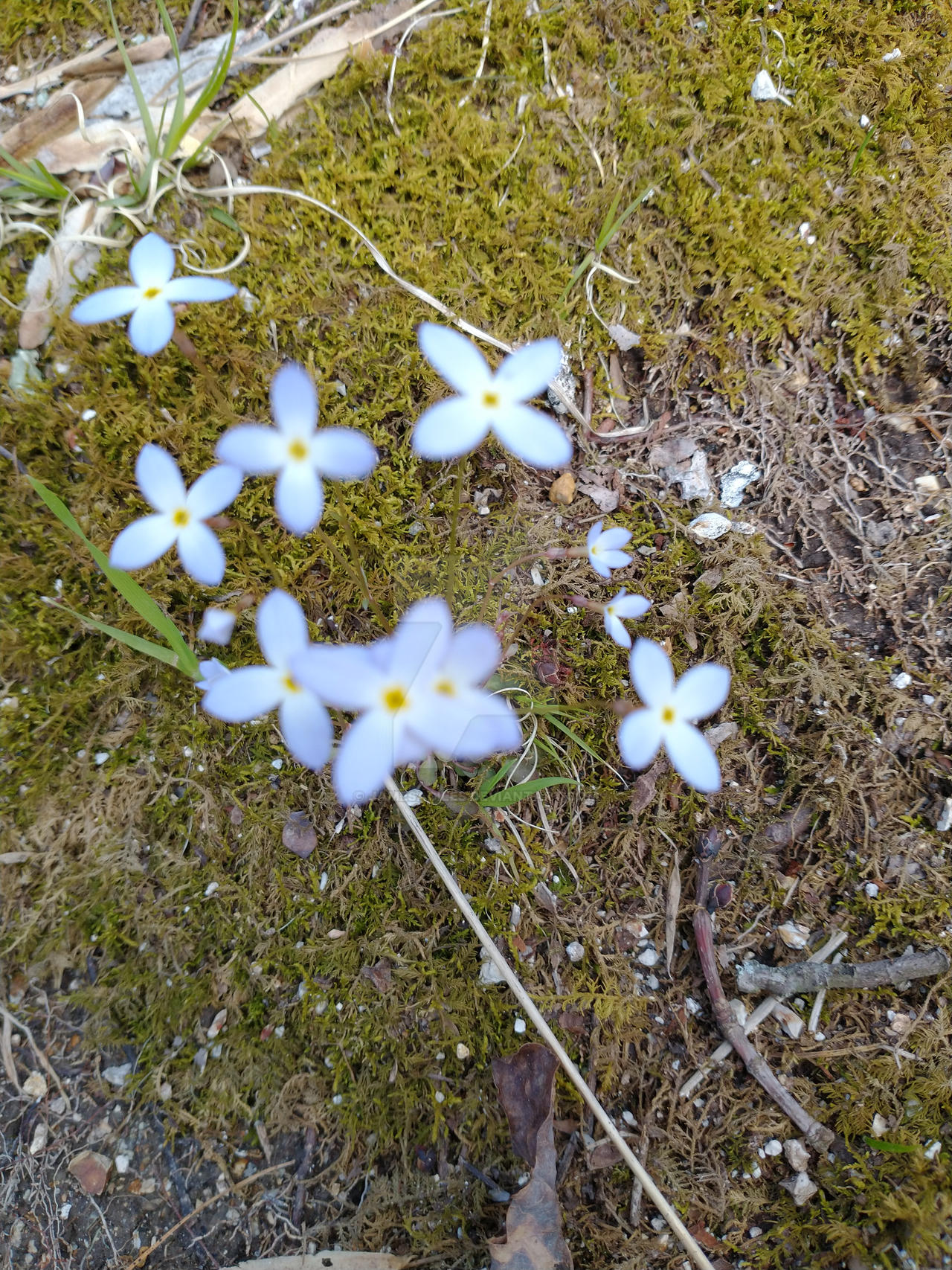 Bluet Wildflowers Close Up by JamesAGiles on DeviantArt