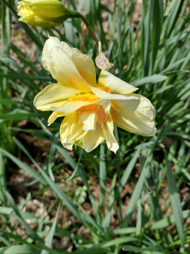 Double Bloom Flower