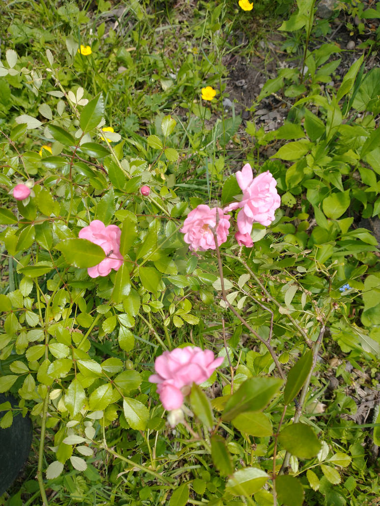 Pink Miniature Roses by JamesAGiles on DeviantArt