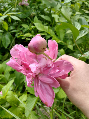 Pink Peony Blooms