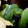 Green Tree Python