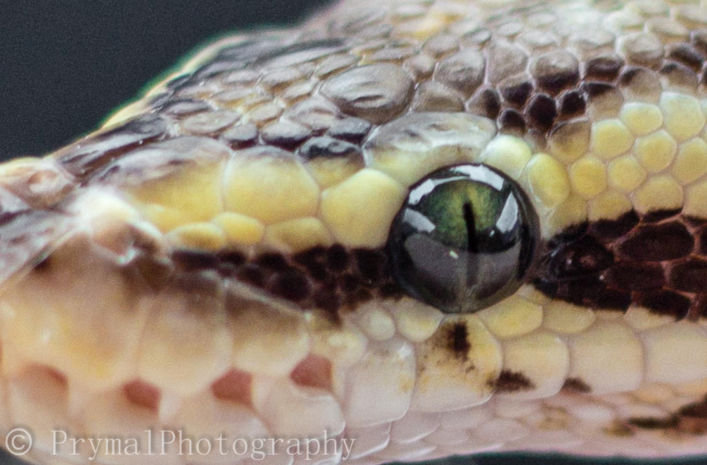 Python Eye by PrymalReptiles on DeviantArt